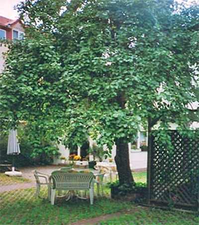 ����� ���� ����� ������� Pyrus communis.jpg
